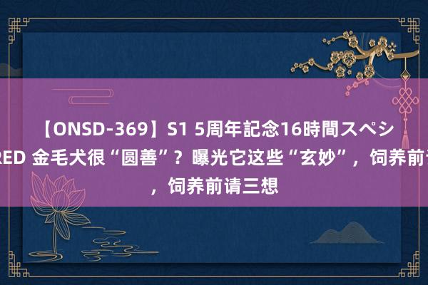 【ONSD-369】S1 5周年記念16時間スペシャル RED 金毛犬很“圆善”？曝光它这些“玄妙”，饲养前请三想